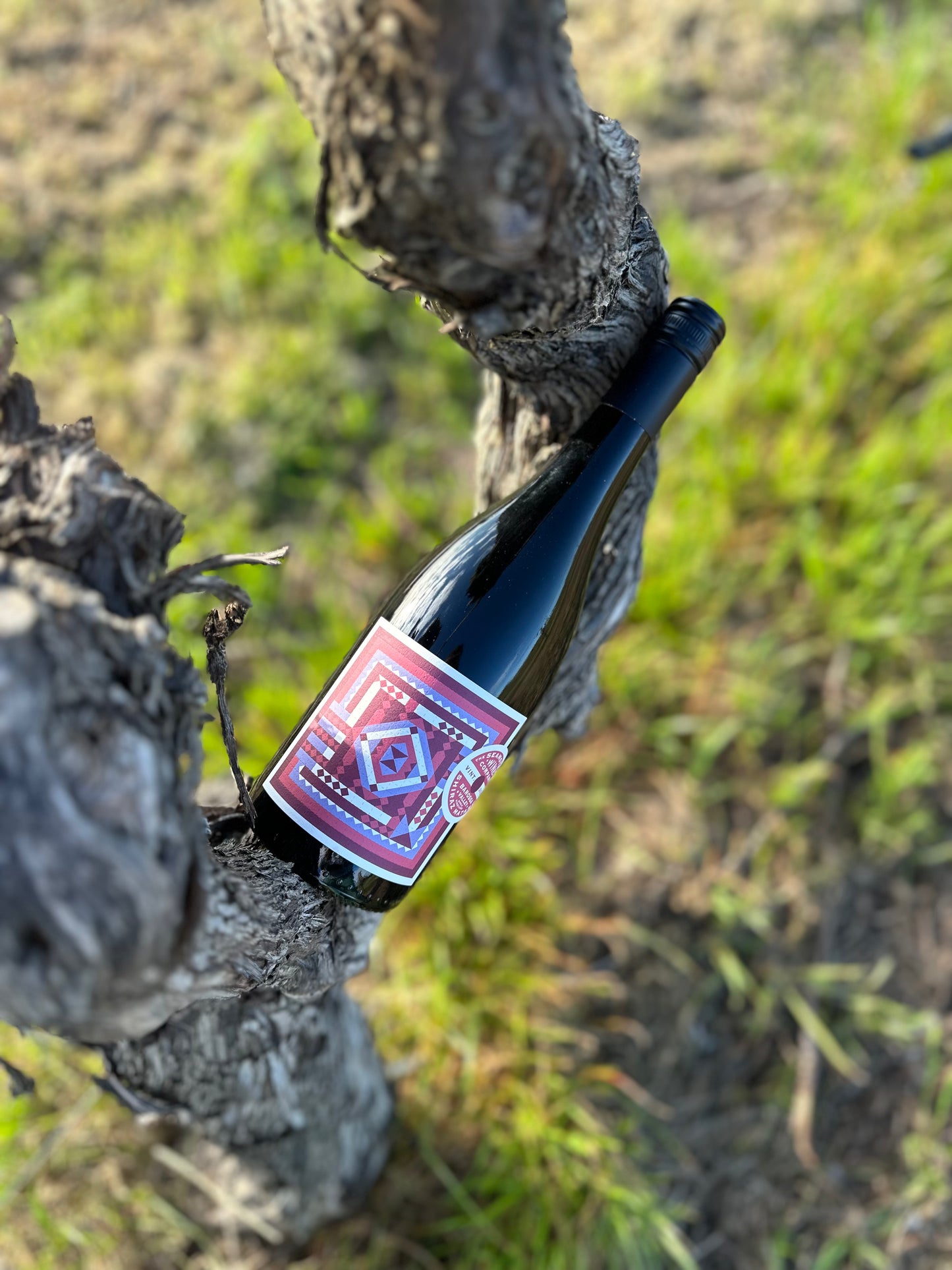 2024 Seamstress Shiraz Mataro